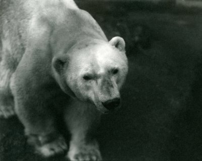 Polar Bear 